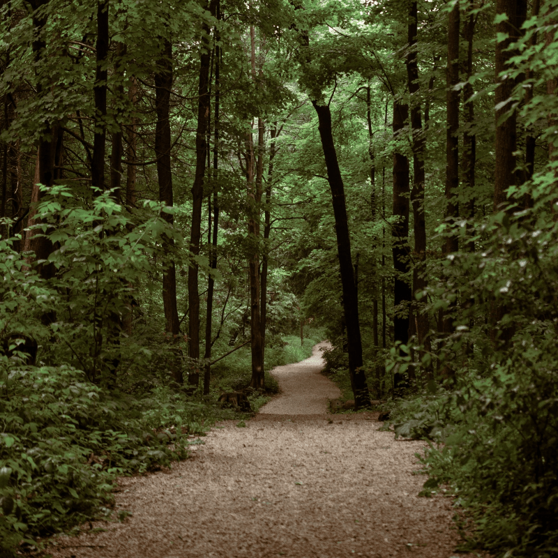 Light filtering through a forest canopy and illuminated a winding path.