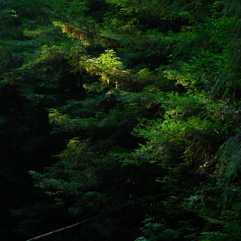 A dense grouping of lush green leaves on tree branches.