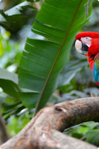 a parrot in a lush rainforest