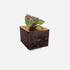 Diamond self-watering, wall-mounted planter